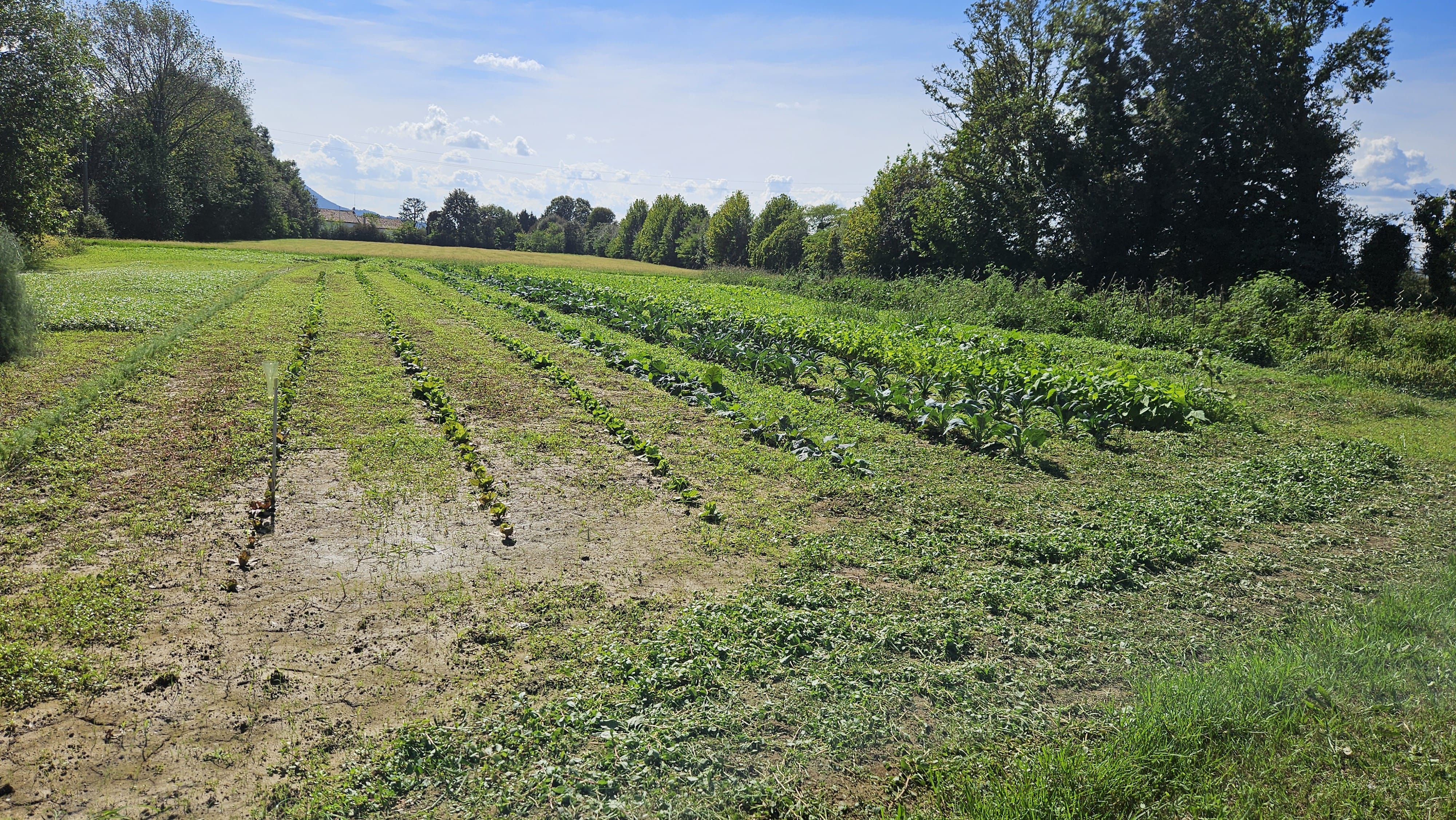 Prodotti dell'orto naturale